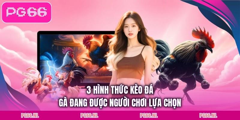 3 hình thức kèo đá gà đang được người chơi lựa chọn